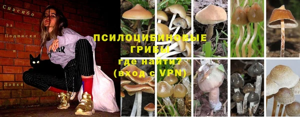PSILOCYBIN Богородск